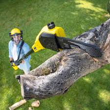 Best Arborist Consultation Services  in Westby, WI