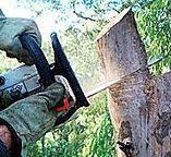Best Utility Line Clearance  in Westby, WI