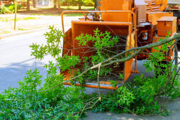 How Our Tree Care Process Works  in  Westby, WI