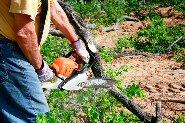 Professional Tree Services in Westby, WI